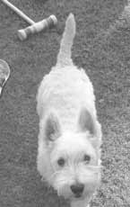 REMEMBER: ALL Fireworks In Sierra Madre Are Illegal Protect Your Friends  This Week City Council Update