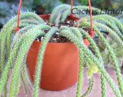 I've been trying to recreate that angel hair marinara recipe ever since. Hanging Angels Hair Succulent Crassula Pellucida Variegated Etsy In 2020 Unusual Plants Succulents Plants