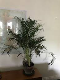 Check spelling or type a new query. Help My Plant Is Dying Palms In Pots Palmtalk