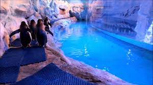 Los 5 Mejores Acuarios En Mexico Realidad Aumentada Nado Con Delfines Y Mas