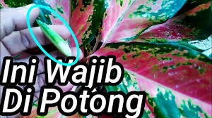 Cara Merawat Aglaonema Subur Beranak Banyak Youtube
