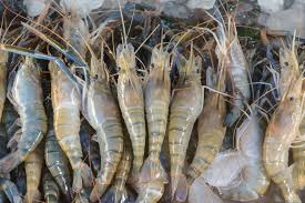 Frozen cooked shrimp does not retain flavor as well, but it freezes with ease. What Your Need To Know About Farmed Shrimp Foodprint