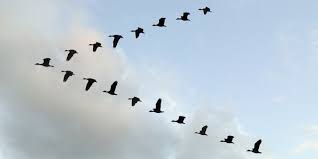 Birds That Start With The Letter V V Formation Why Do Birds Migratory Birds Flight Patterns