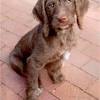 Lancaster puppies ® is a federally registered trademark owned by online advertising, llc. Https Encrypted Tbn0 Gstatic Com Images Q Tbn And9gcq2c88eerx Oozrmq5btmqys2lbjjxb1i2g2yu8uq12bj 4bhvf Usqp Cau