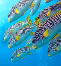 Black And Yellow Fish Fish At Beach Love Australia Fish Ocean Creatures Sea Creatures