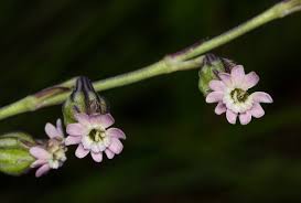 Image result for Silene burchellii