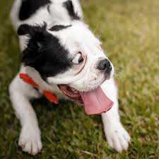 Best dog crate for a dog with separation anxiety. Does Crate Training Help Separation Anxiety Spiritdog Training