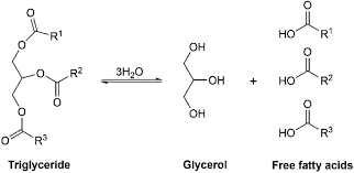 Image result for Triglyceride