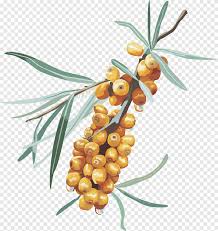 How to dehydrate apples, bananas, pears, strawberries, pineapples, peaches, blueberries, mangos. Brown Fruits Illustration Fruit Yellow Jujube Jujube Dates Natural Foods Lantern Png Pngegg