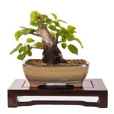 Image result for Premna senensis