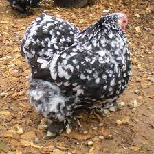 Blue, black, and splash cochin bantams. Mottled Cochin Bantam Backyard Chickens Learn How To Raise Chickens