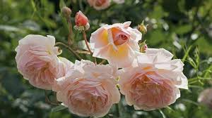 Maybe you would like to learn more about one of these? Daftar 6 Bunga Termahal Di Dunia Bisa Tembus Rp 205 M Hingga Tak Ternilai Ada Dari Kalimantan Lho Halaman 3 Tribun Kaltim