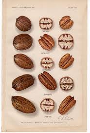 1912 pecans nuts original antique botanical nut fruit print