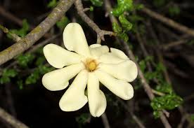 Image result for Gardenia volkensii