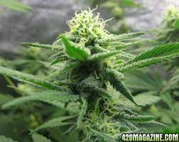 We did not find results for: First Time Grower Spider Mites During Flowering 420 Magazine