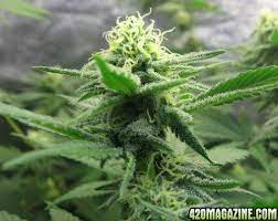 What to do about spider mites during flowering. First Time Grower Spider Mites During Flowering 420 Magazine