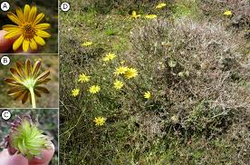 Image result for Philyrophyllum schinzii