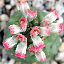 Image result for Euphorbia lividiflora