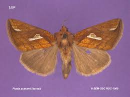 Image result for Plusia putnami