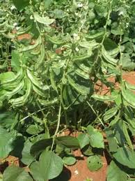 Image result for Dolichos