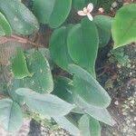 Image result for Begonia elaeagnifolia