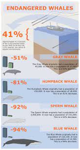 Endangered Whales Visual Ly Endangered Whales Endangered Whale