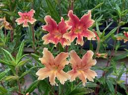 Image result for Brownleea mulanjiensis