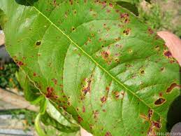 Principalement la moniliose, le dessèchement des feuilles de l'abricotier, la maladie criblée (coryneum)… la recette est donc la même que pour ces arbres : Maladie Du Pecher Abricotier Amandier Jardinier Pro