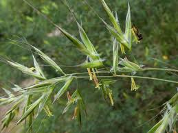 Image result for Grona barbata