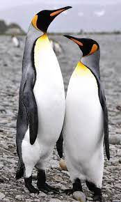 I M Taller Photo By Craig Smith National Geographic Your Shot Penguins Emperor Penguin Cute Penguins