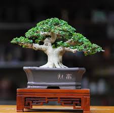 Image result for Premna