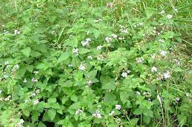 Ageratum Houstonianum