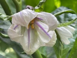 Image result for Solanum macrocarpon