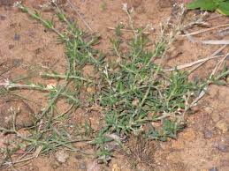 Image result for Polycarpaea corymbosa