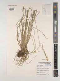 Image result for Cyperus mollipes