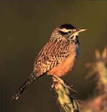 8) how long have daniel and sara been on vacation? Arizona State Bird Coues Cactus Wren