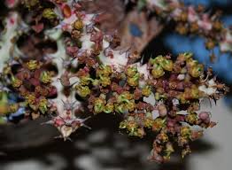 Image result for Euphorbia fanshawei