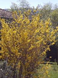 Forsythia Not Blooming Why Won T My Forsythia Bloom