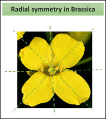 Classification of flowers based on symmetry. Radial Symmetry Is Seen In Flowers Of Acassia Bbrassica Class 11 Biology Cbse