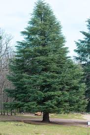 It's not uncommon for certain types of trees to drip sap. What Is A Western Red Cedar Tree Home Stratosphere