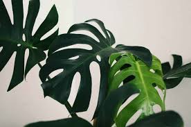 There are a lot of factors that will go into determining how often to water your monstera, like the location of your home or apartment (desert dwellers will probably need to water their plants more often than someone living in florida), to the location of your plant inside (a bathroom monstera will probably need less water than one kept in a bedroom). Why Your Monstera Deliciosa Is Crying Sweating And Dripping Water The Healthy Houseplant