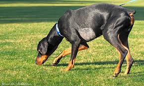 Dobermans are protective, but are not vicious dogs; These Phoenix Based Pups Are Up For Adoption And In Need Of A Good