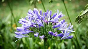 Image result for foto Vějířovka