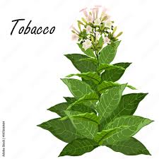 Image result for Nicotiana tabacum