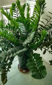 This symptom usually appears before the leave would begin to discolor, and with improved watering, the leaf can still be saved. How To Heal A Sick Money Tree Miss Chen Garden Manage Gfinger Is The Best Garden Manage App