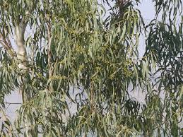 Image result for Eucalyptus sp.