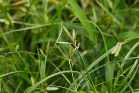 Image result for Cyperus cuspidatus