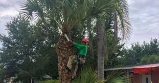 The final cost will depend on the size of your tree, accessibility, and tools that will need to be used. Tree Trimming By Leo Garden Care Local Tree Trimmers