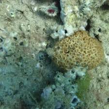 Image result for Loxodera caespitosa