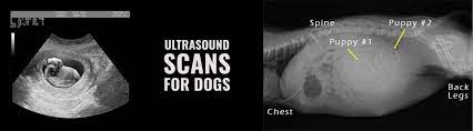 Dog Puppy Ultrasound Machine Manufacturer And Supplier China